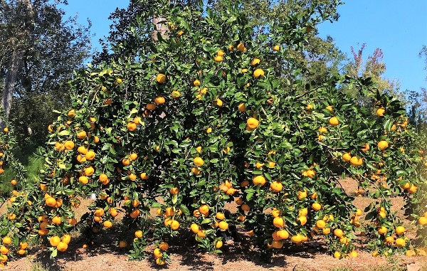 Satsuma Tree closeup
